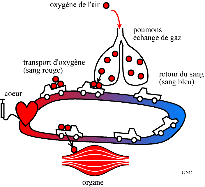 circulation du sang - transport de l'oxygène